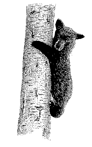 Bear on tree Bear on tree