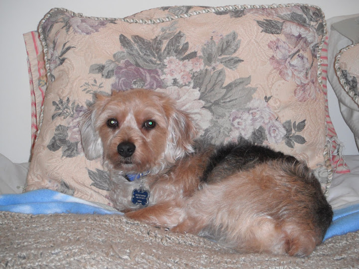 Bentley Bentley on the bed where he's not supposed to be