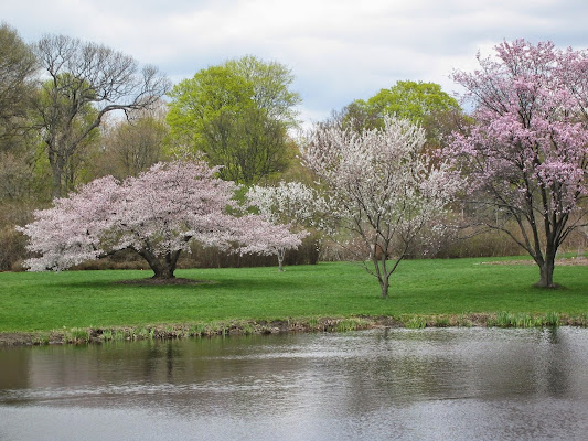 Arnold Arboretum of Harvard University
