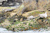 Harbour seals