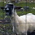 Goat Screaming Like a Human Adds Levity to Your Favorite Songs 