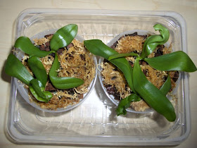 Phalaenopsis Kuntrarti rarashati x Lindenii, Seedlings in pot with bark and sphagnum moss