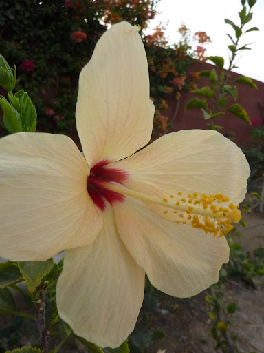 Mes hibiscus et moi...une longue histoire - Page 12 P1030572