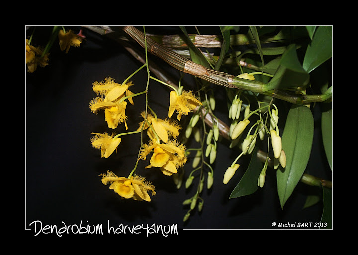 Dendrobium harveyanum Dendrobium_harveyanum