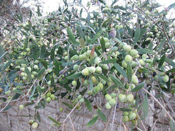 Осенний круиз по Восточному Средиземноморью на Costa Fascinosa, ноябрь 2012