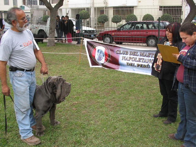 6° ESPECIALIZADA DE  EL CLUB DEL MASTINO NAPOLETANO IMG_0074