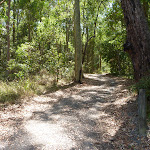 Trail through forest in Blackbutt Reserve (401497)