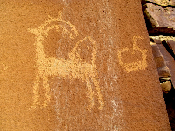 Curly-tailed sheep