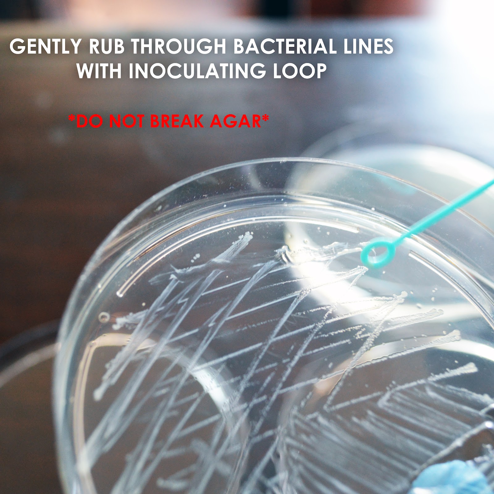 retrievebacteria.jpg