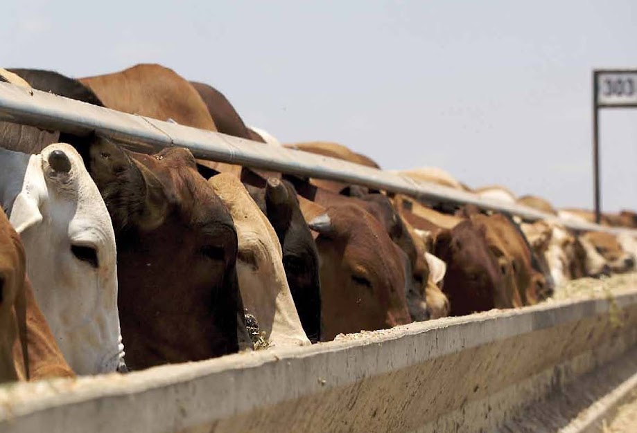 Úc xuất khẩu hơn 60 sản lượng thịt bò tới hơn 100 nước, đáp ứng mọi loại yêu cầu khác nhau trên thị trường