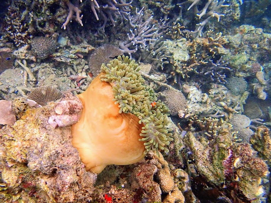 Heteractis magnifica (Ritteri Anemone), Amphiprion ocellaris (Ocellaris Clownfish), Lusong Island, Coral Garden Reef, Palawan, Philippines.