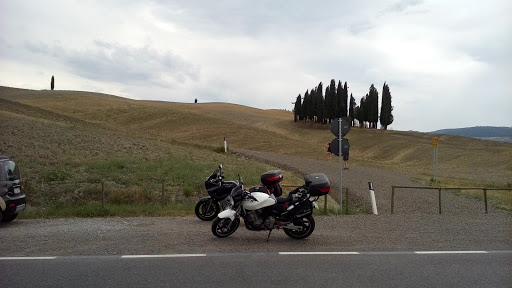 Cipressi di San Quirico d'Orcia
