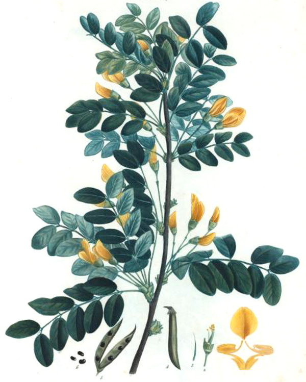 Siberian Pea Shrub Caragana arborescens
