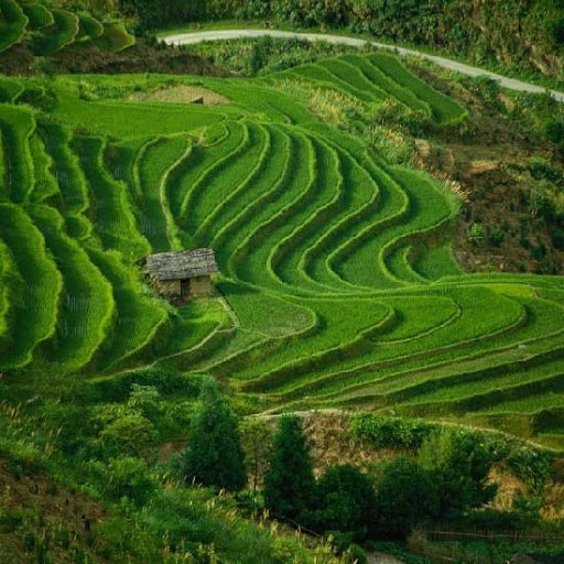 Indonesian rice field 