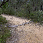 Govetts Ck Trail covered by log (40863)