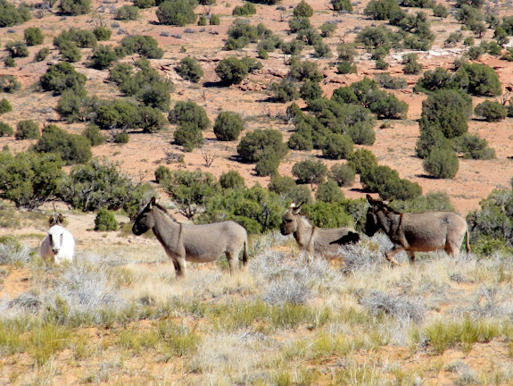 A family of wild burros