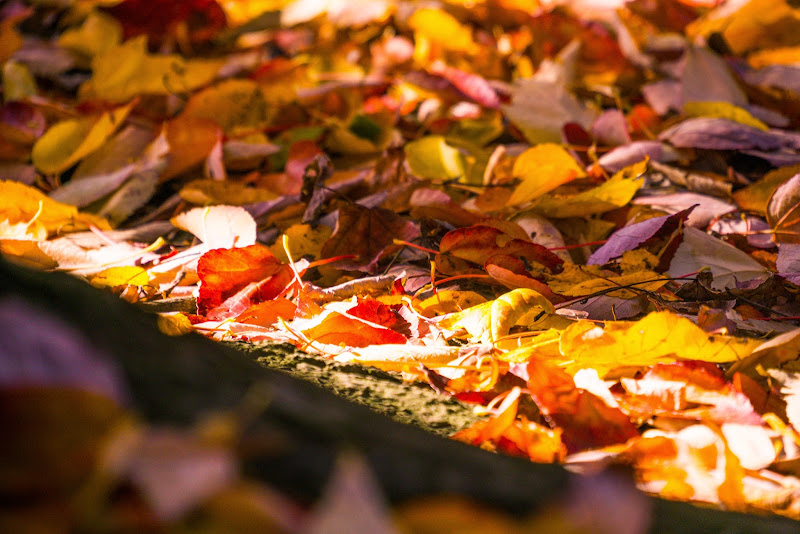 新宿御苑 紅葉 写真8