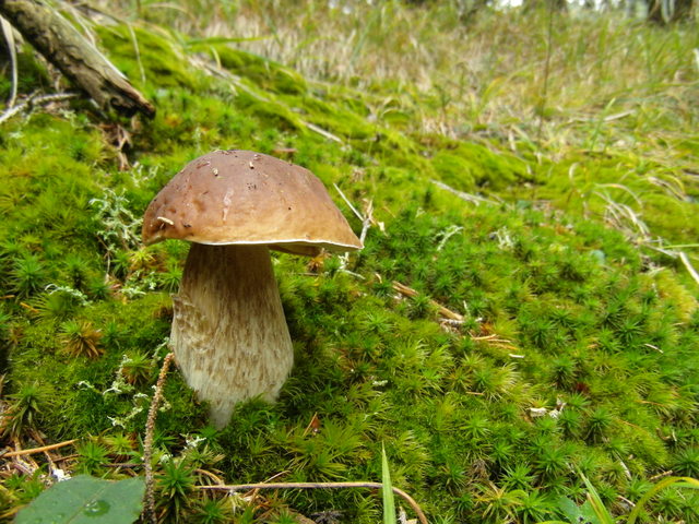 Slika