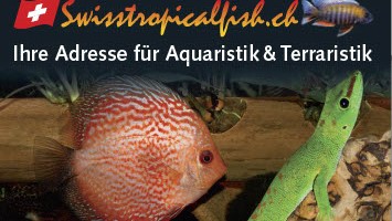 Swisstropicalfish