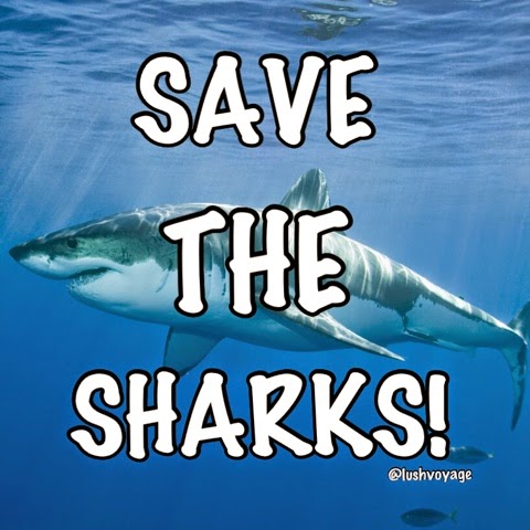 Protect Sharks!