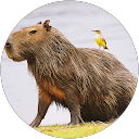 Capibara Peruano