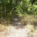 Track away from Green Point by Lake Macquarie (403084)