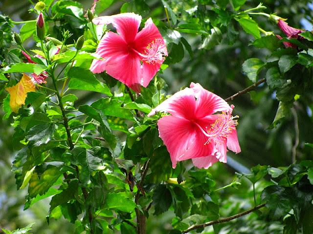 Из зимы в лето. Филиппины 2011 - Страница 5 IMG_0050