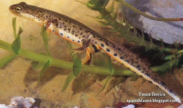El tritón ibérico (Lissotriton boscai, antes Triturus boscai) es una especie de anfibio urodelo de la familia Salamandridae, endémico de la mitad noroccidental de la Península ibérica. Spanischer Wassermolch, Triton de Bosca, Triton ibérique, Spaanse watersalamander, Bosca's Newt, Traszka iberyjska, Tritão-ibérico, Tritão-de-ventre-laranja, Испанский тритон, тритон Боска, Spansk vattensalamander El tritón ibérico (Lissotriton boscai, antes Triturus boscai) es una especie de anfibio urodelo de la familia Salamandridae, endémico de la mitad noroccidental de la Península ibérica. Spanischer Wassermolch, Triton de Bosca, Triton ibérique, Spaanse watersalamander, Bosca's Newt, Traszka iberyjska, Tritão-ibérico, Tritão-de-ventre-laranja, Испанский тритон, тритон Боска, Spansk vattensalamander
