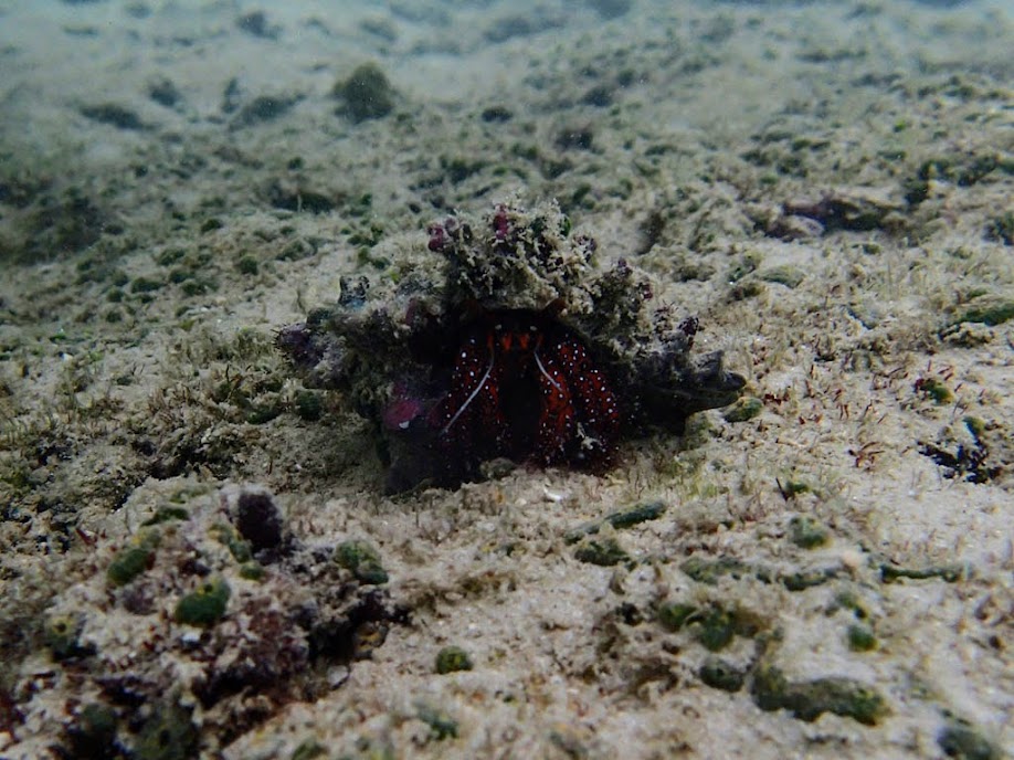 Dardanus megistos (White-spotted Hermit Crab), Miniloc Island Resort reef, Palawan, Philippines.