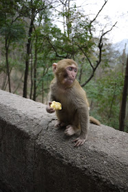 baby monkey eating food while sitting on a ledge