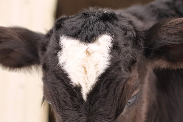 Close up of Valentino's heart