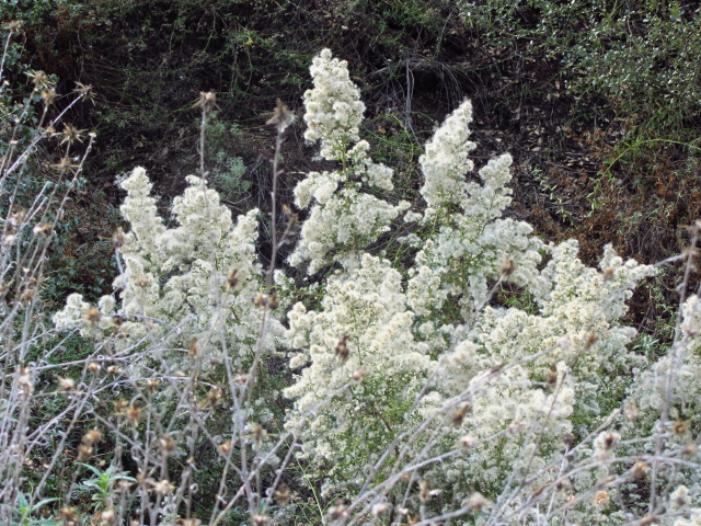 white puff flowers in a gully