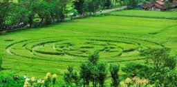 Crop Circle di Sleman Subhanallah Kekuasaan Tuhan