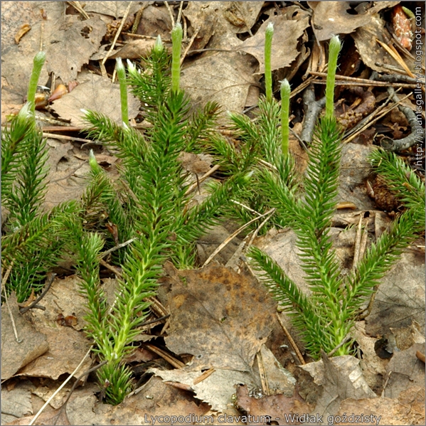 Lycopodium clavatum - Widłak goździsty z majowymi przyrostami