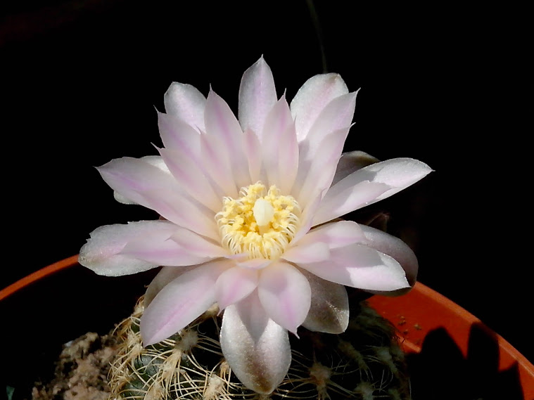 Cactus en fleurs IMG_20140423_132121