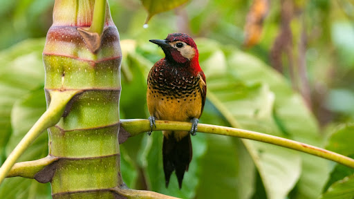 Crimson-Mantled Woodpecker, San Isidro Cloud Forest, Ecuador.jpg