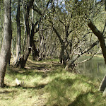 Mangroves (4394)