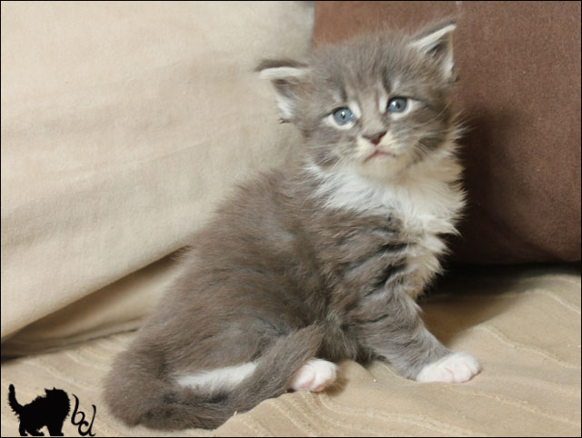 Les 1ers chatons 2012  37