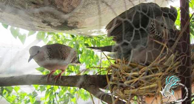 những điều cần lưu ý khi nuôi chim cu gáy malaysia sinh sản - YouTube