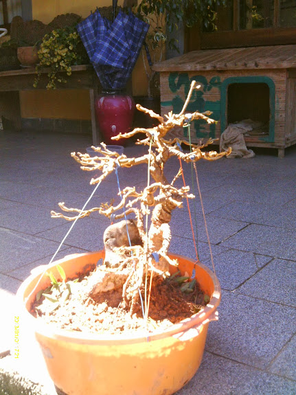 Ficus Nerifolia Reforma... IMAG0243