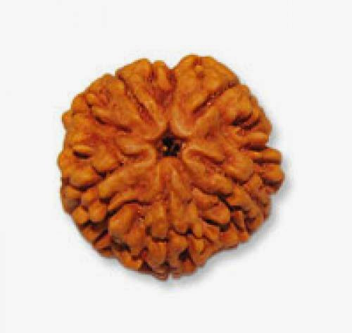 How Can The Sacred Rudraksha Change Your Life