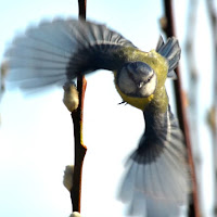 BIRD LOVERS Worldwide BIRD LOVERS Worldwide