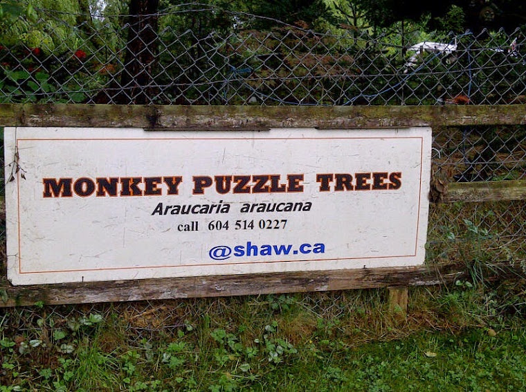Langley - Monkey Puzzle Tree