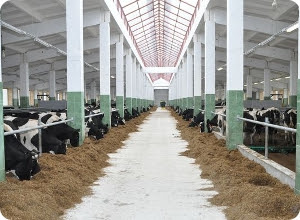ЗАО «Калининское» посетили австрийские сельхозпредприниматели