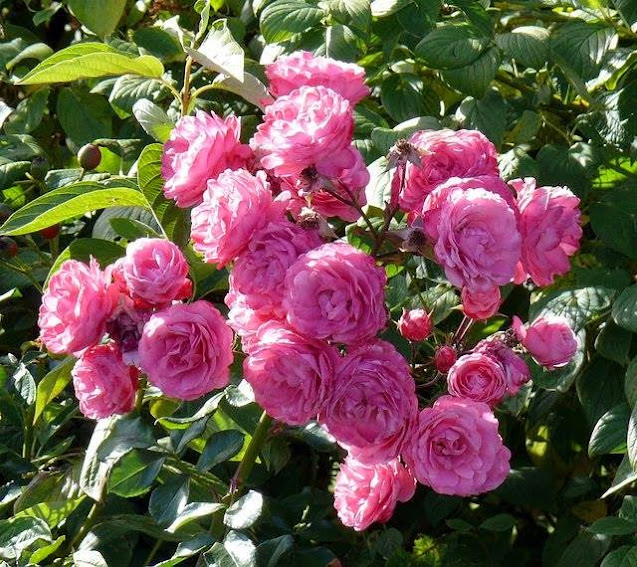 Chuyên bán các loại hoa hồng leo, hồng đứng đủ màu, cây hương thảo, hoa lạ đẹp - 2
