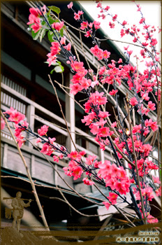 櫻旅館前的櫻花