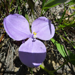 Patersonia Lily (Patersonia sericea) (367970)
