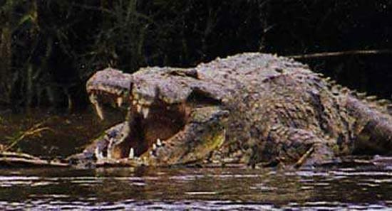 Questões e Fatos sobre Crocodilianos gigantes: Transferência de debate da comunidade Conflitos Selvagens.  - Página 2 Crocodile-gustave