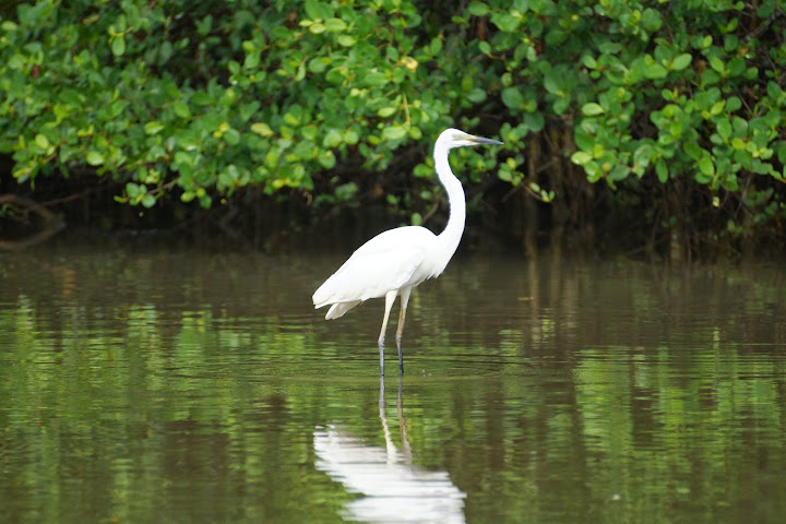 Шри-Ланка: на машине 1 100 км,  фото без комментариев, март-апрель 2013г.