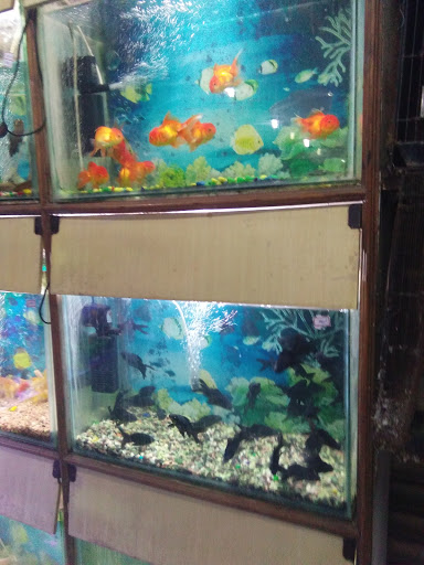 Vennelaa Aquariums, Opp. Mahathi Auditorium, Near Town Club, Tirupati, Andhra Pradesh 517501, India, Pet_Shop, state AP